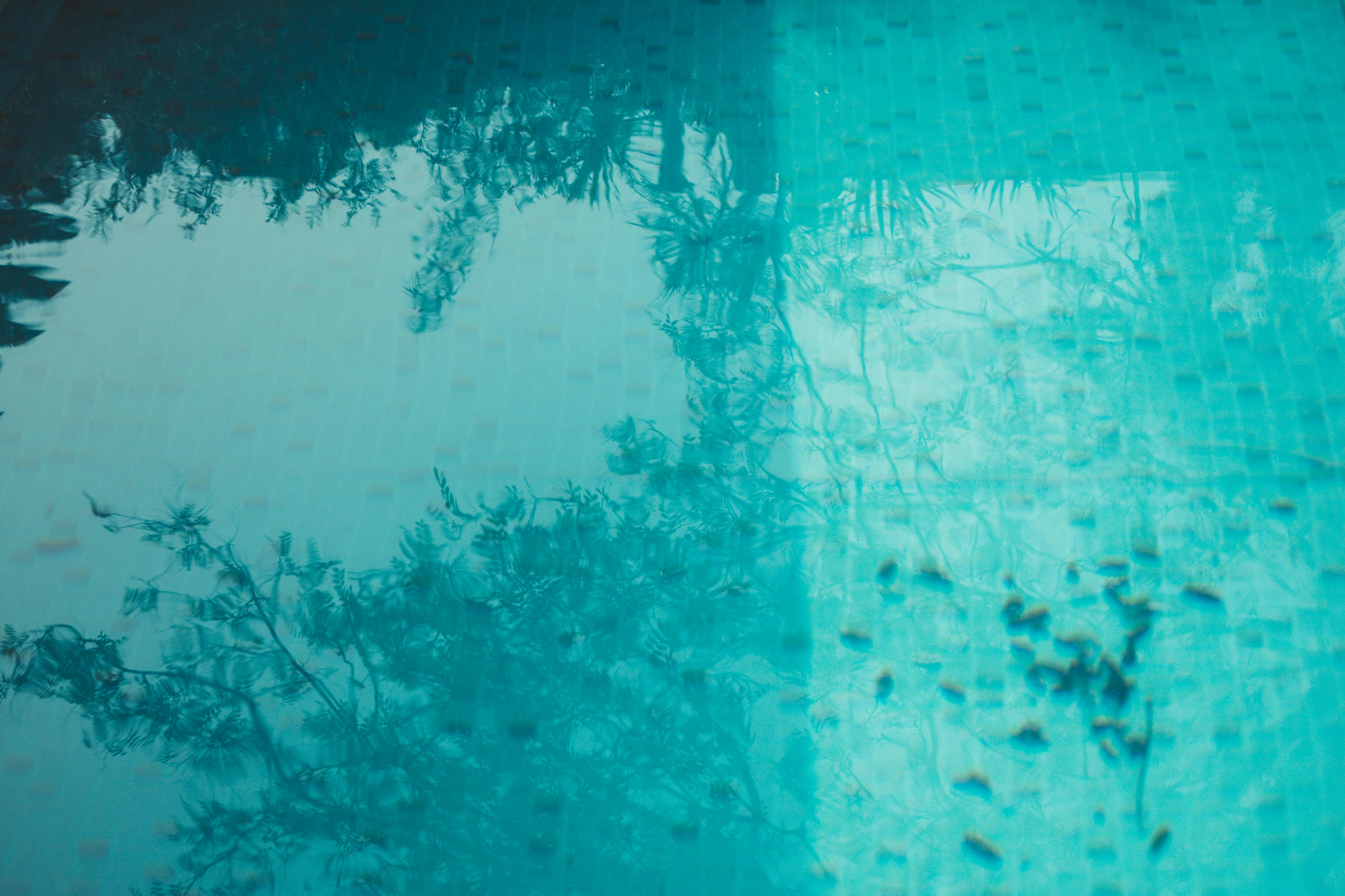 How to Get Rid of Black Algae in Pool